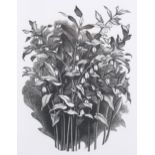 George Mackley (1900-1983), wood engraving on paper, Solomon’s Seal, from the suite Weeds and Wild