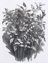 George Mackley (1900-1983), wood engraving on paper, Solomon’s Seal, from the suite Weeds and Wild