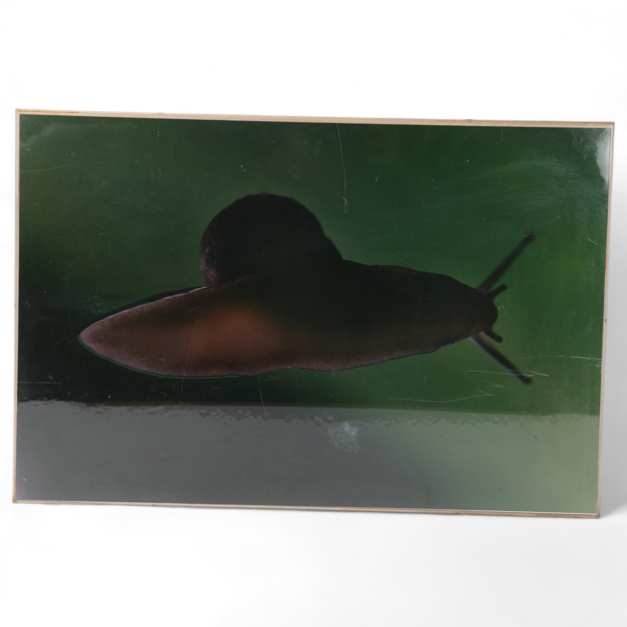 LINDA MCCARTNEY (1941-1998), a photographic print of the underside of a snail, signed "for Mr Bee