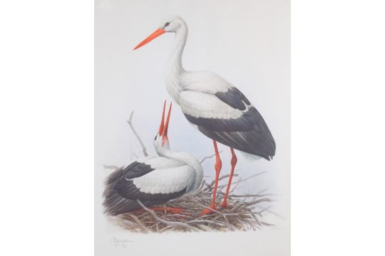 James Fenwick Lansdowne, pair of large format studies of a White Stork and Impeyan Monal, - Image 1 of 4