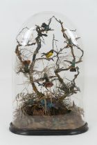 Victorian taxidermy display featuring exotic birds including humming birds, presented under a