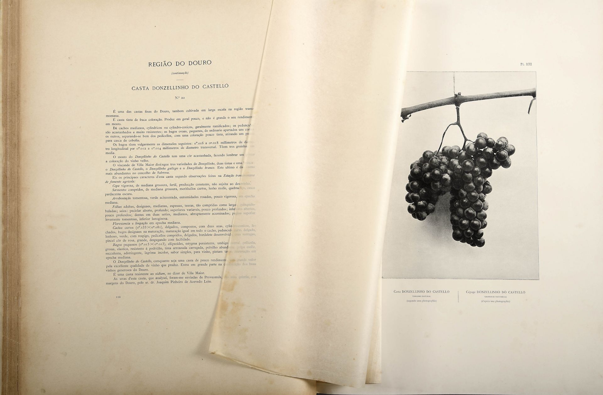 COSTA, Bernardino Camilo Cincinnato da.- O Portugal vinicola: estudos sobre a ampelographia e o valo - Image 2 of 3