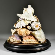 A Display of Shells, 19th Century, on ebonised stand under a glass dome, 10ins high This lot appears