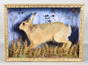 A 20th Century Taxidermy Specimen of a Brown Hare (Lepus Europaeus), contained in stained wood glass