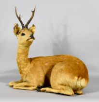 A Taxidermy Roe Deer in Recumbent Pose, 21ins x 14ins