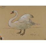 20th Century School - Ink and watercolour - Study of a swan, indistinctly signed and dated January