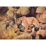 Dino Paravano (Born 1935) - Pastel - Alert walking lioness amongst rocks, signed and dated 1996,