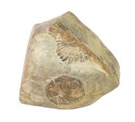 GEOLOGICAL ROCK SPECIMEN, displaying a fossilised ammonite