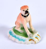 NINETEENTH CENTURY DERBY PORCELAIN MODEL OF A SEATED PUG, painted in colours and gilt, on a