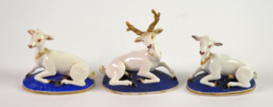 THREE CHAMBERLAIN’S WORCESTER PORCELAIN MODELS OF RECUMBENT DEER, comprising; STAG and a MATCHING
