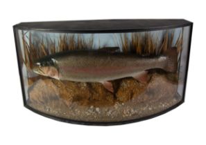 TAXIDERMIC SPECIMEN OF A RAINBOW TROUT WEIGHING 18LB 5.5OZS caught on 3rd October 1995 by J