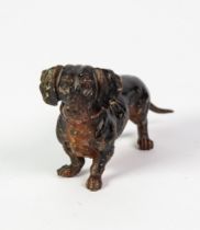 EARLY 20th CENTURY COLD PAINTED BRONZE FIGURE OF A DACHSHUND, standing on all fours, 4in (10.2cm)
