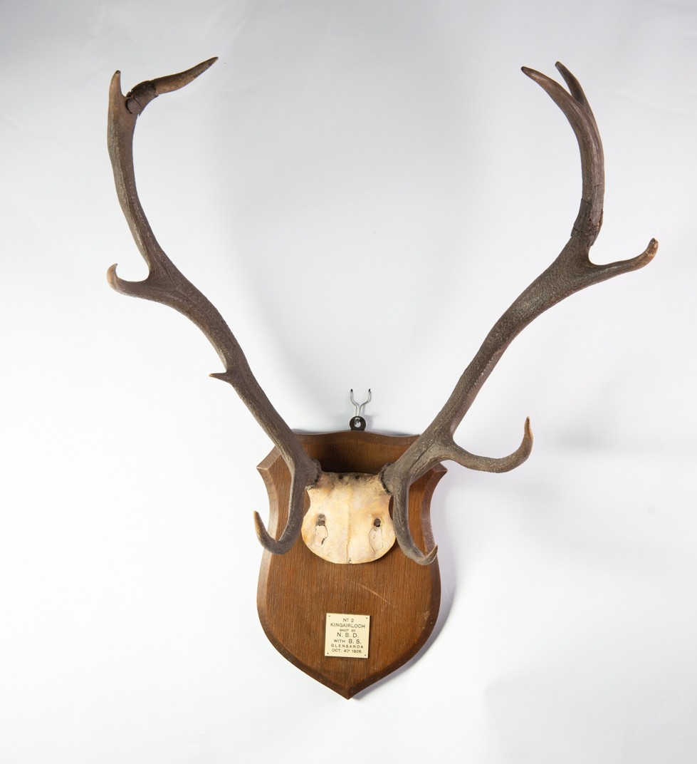 DEER ANTLERS MOUNTED ON A WOODEN SHIELD, applied with an ivorine tablet, inscribed 'No 2 Kingairloch