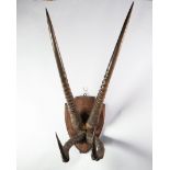 PAIR OF IBEX HORNS and also A PAIR OF ANTELOPE HORNS, both mounted on a wooden shield
