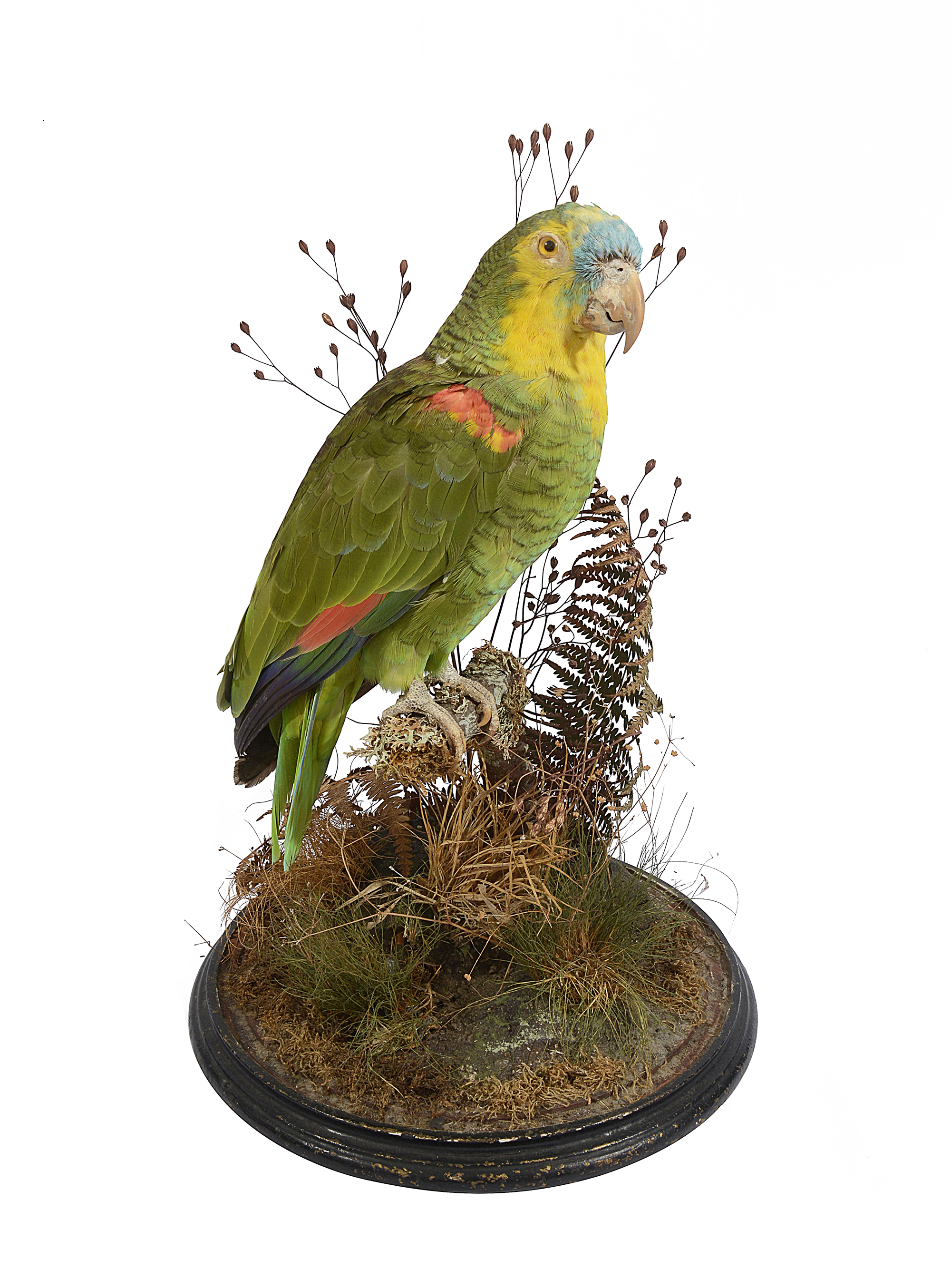 Taxidermy. A Victorian Blue Fronted Amazon Parrot - Image 2 of 2