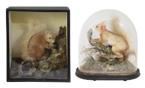 Taxidermy. Two Victorian cased Red Squirrels