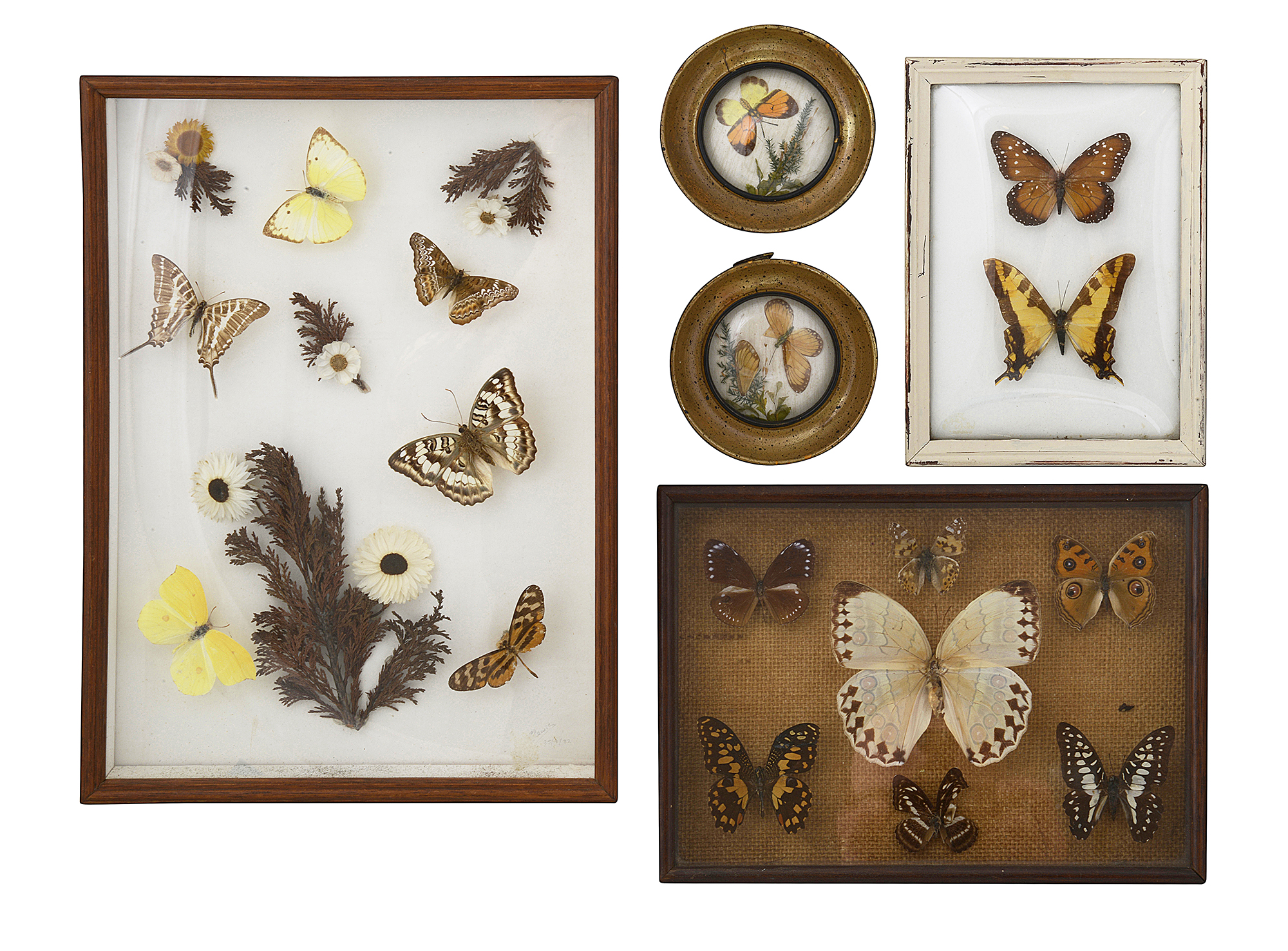 A small collection of framed tropical butterflies