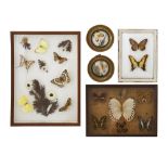 A small collection of framed tropical butterflies