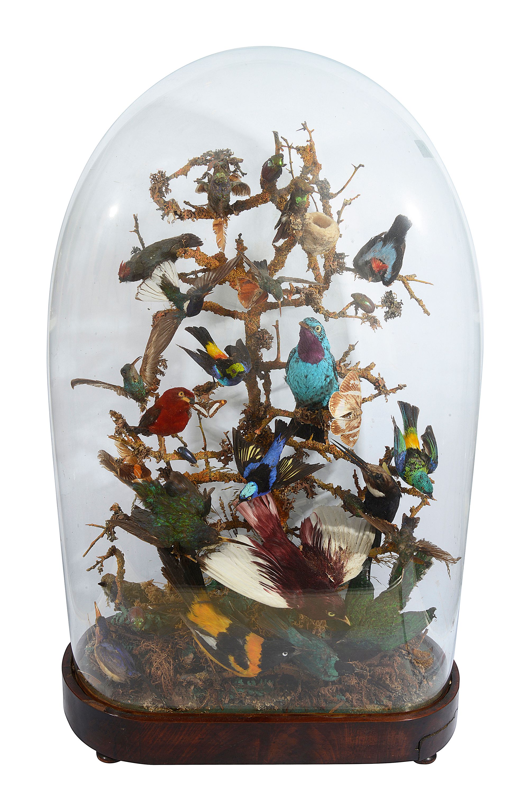 Taxidermy. A Victorian display of South American birds, beetles and butterflies - Image 4 of 12