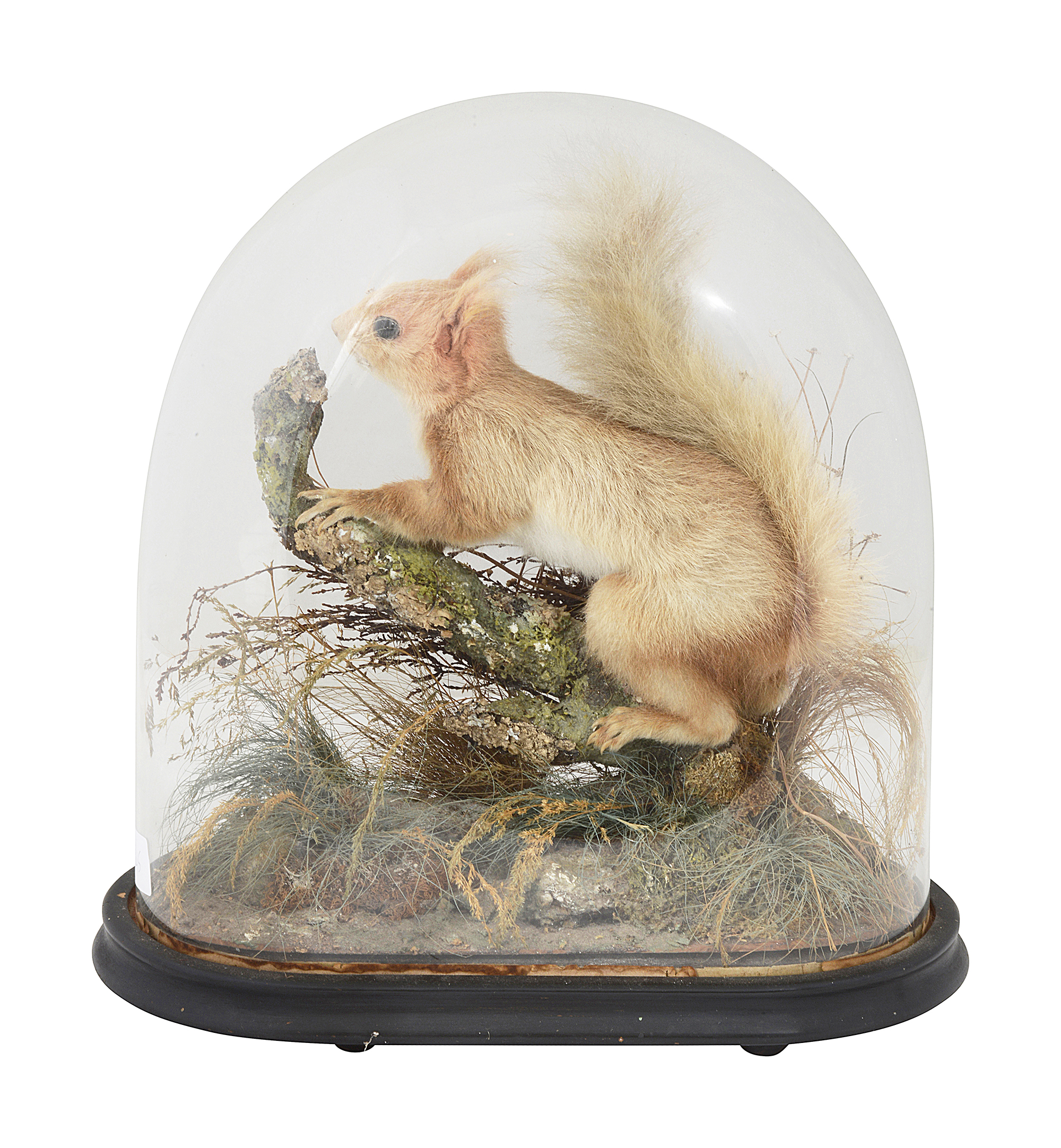 Taxidermy. Two Victorian cased Red Squirrels - Image 3 of 3