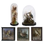 Taxidermy. Two Victorian domes and three cases of birds