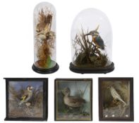 Taxidermy. Two Victorian domes and three cases of birds