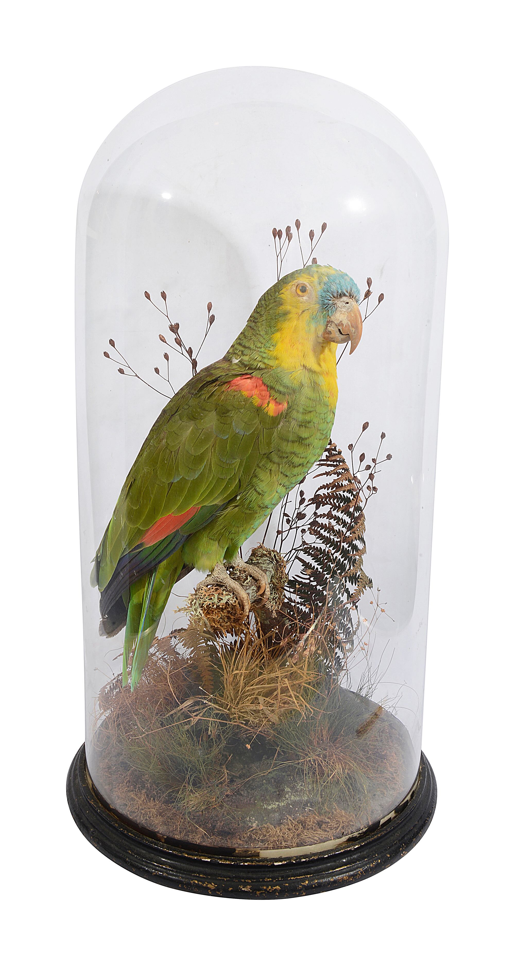 Taxidermy. A Victorian Blue Fronted Amazon Parrot
