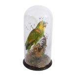 Taxidermy. A Victorian Blue Fronted Amazon Parrot