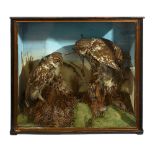 Taxidermy. A Victorian cased pair of Little Owls