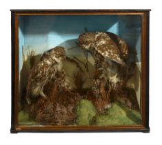 Taxidermy. A Victorian cased pair of Little Owls