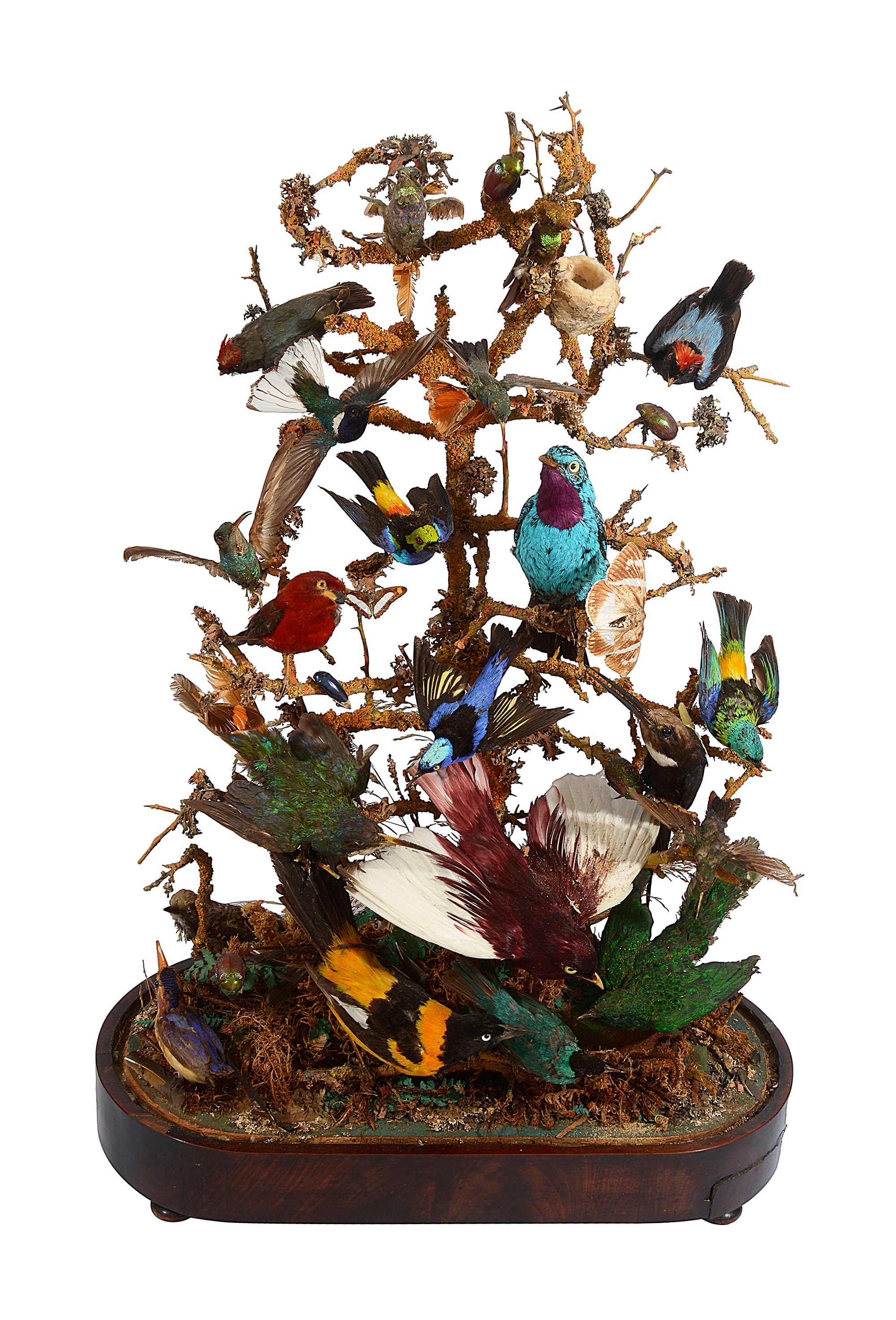 Taxidermy. A Victorian display of South American birds, beetles and butterflies - Image 3 of 12