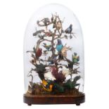 Taxidermy. A Victorian display of South American birds, beetles and butterflies