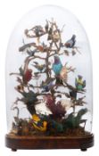 Taxidermy. A Victorian display of South American birds, beetles and butterflies