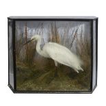 Taxidermy. A Victorian cased Little Egret