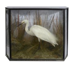 Taxidermy. A Victorian cased Little Egret
