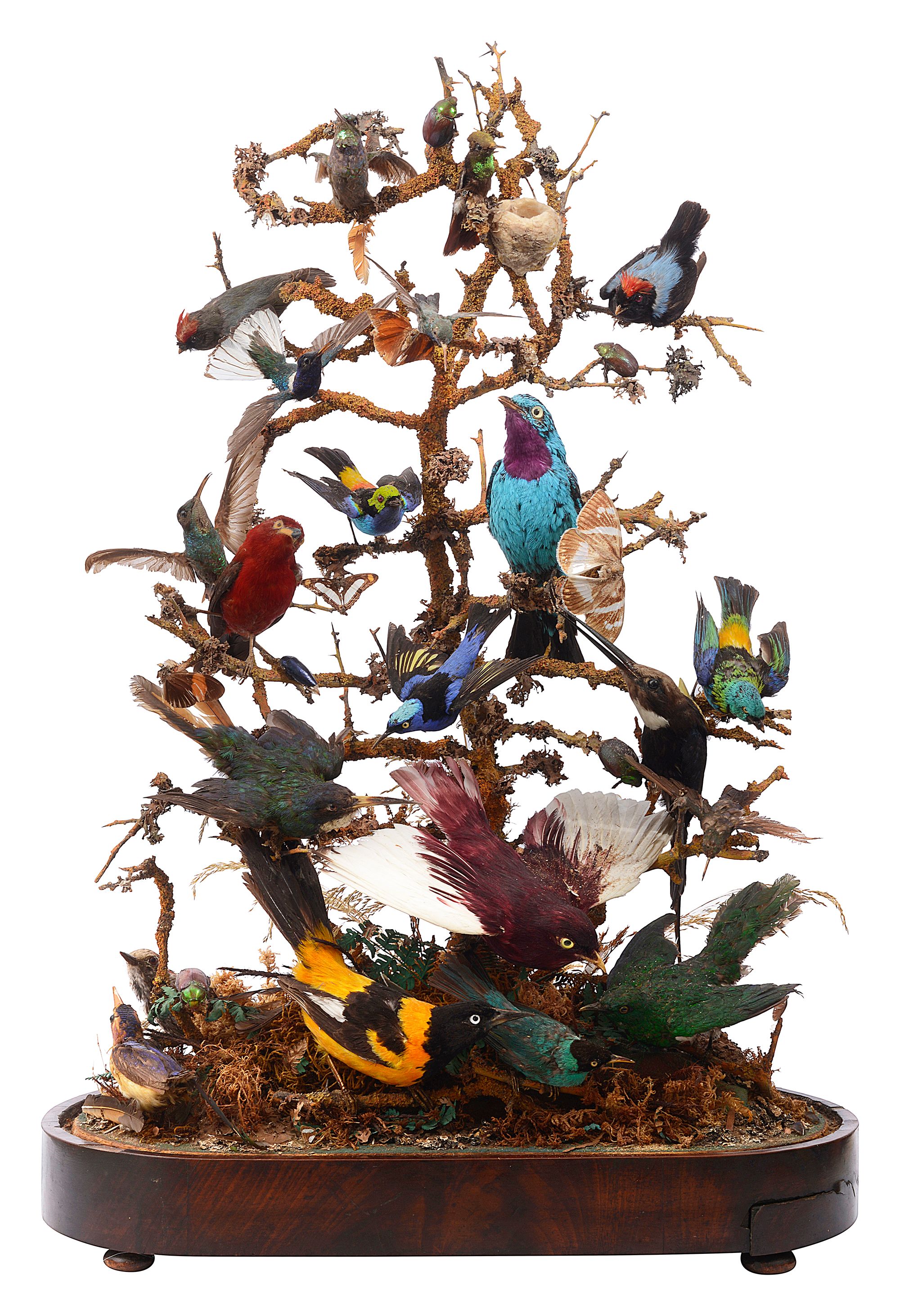 Taxidermy. A Victorian display of South American birds, beetles and butterflies - Image 2 of 12