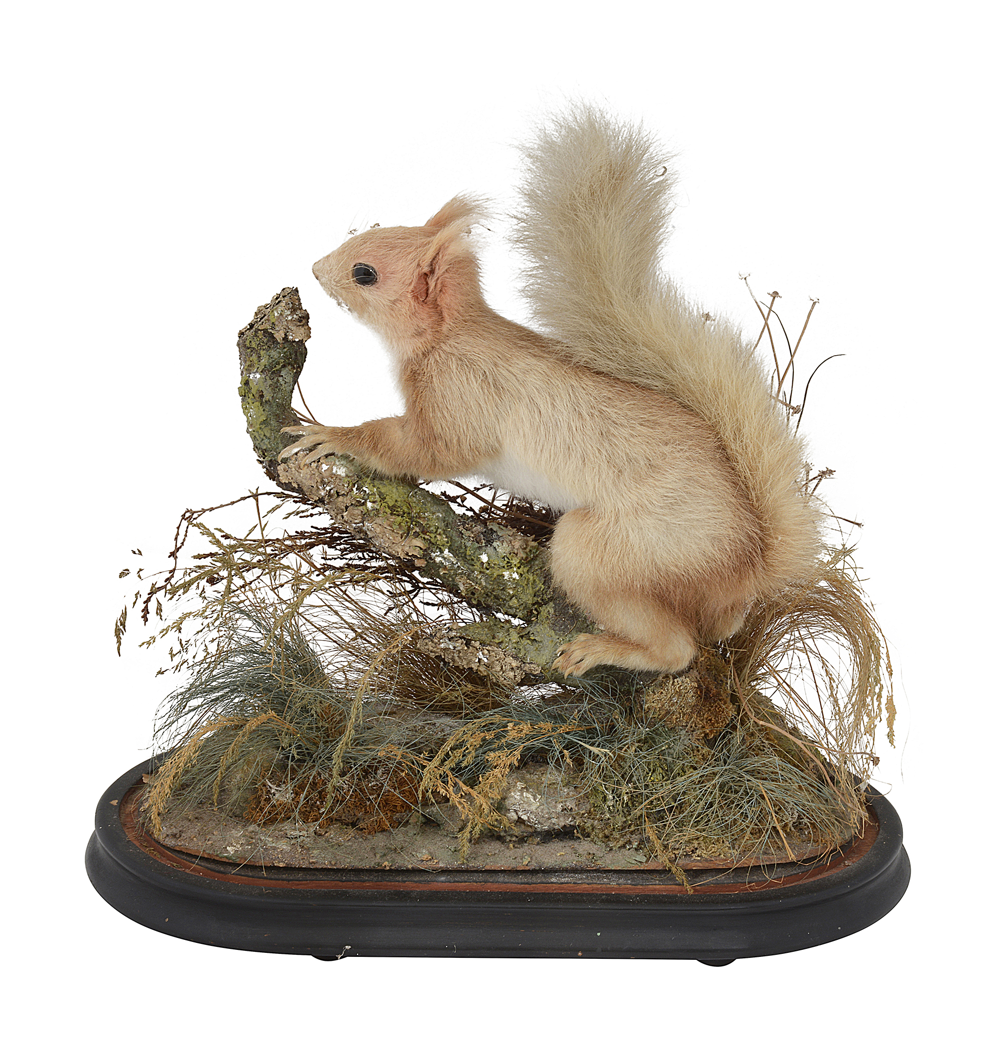 Taxidermy. Two Victorian cased Red Squirrels - Image 2 of 3