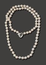 A string of cultured pearls