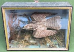 Vintage cased taxidermy of a Nightjar Used condition, crack in the glass