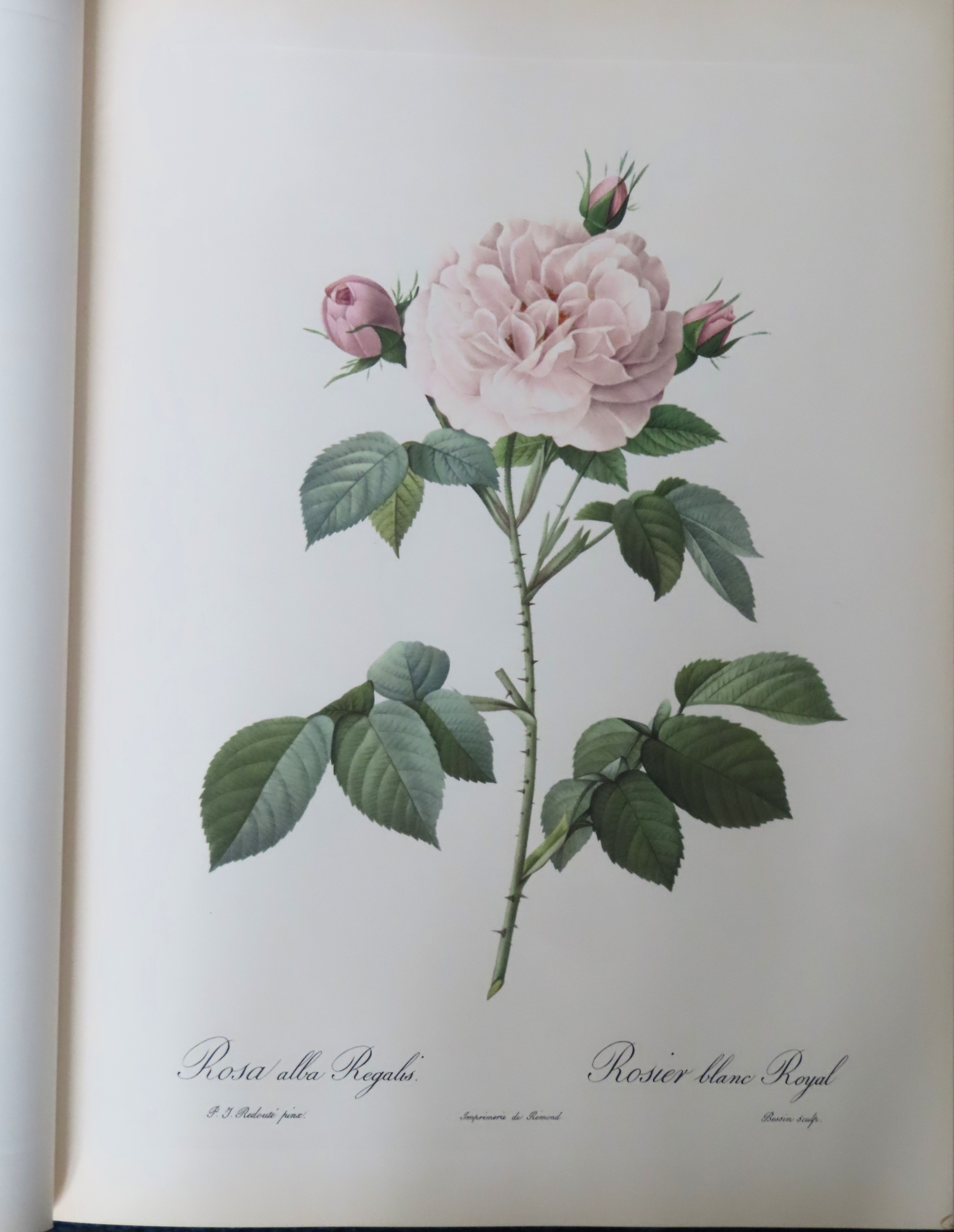 Pierre Joseph Redoute aerial press set of polychrome plates - Roses Reasonable used condition - Image 2 of 3