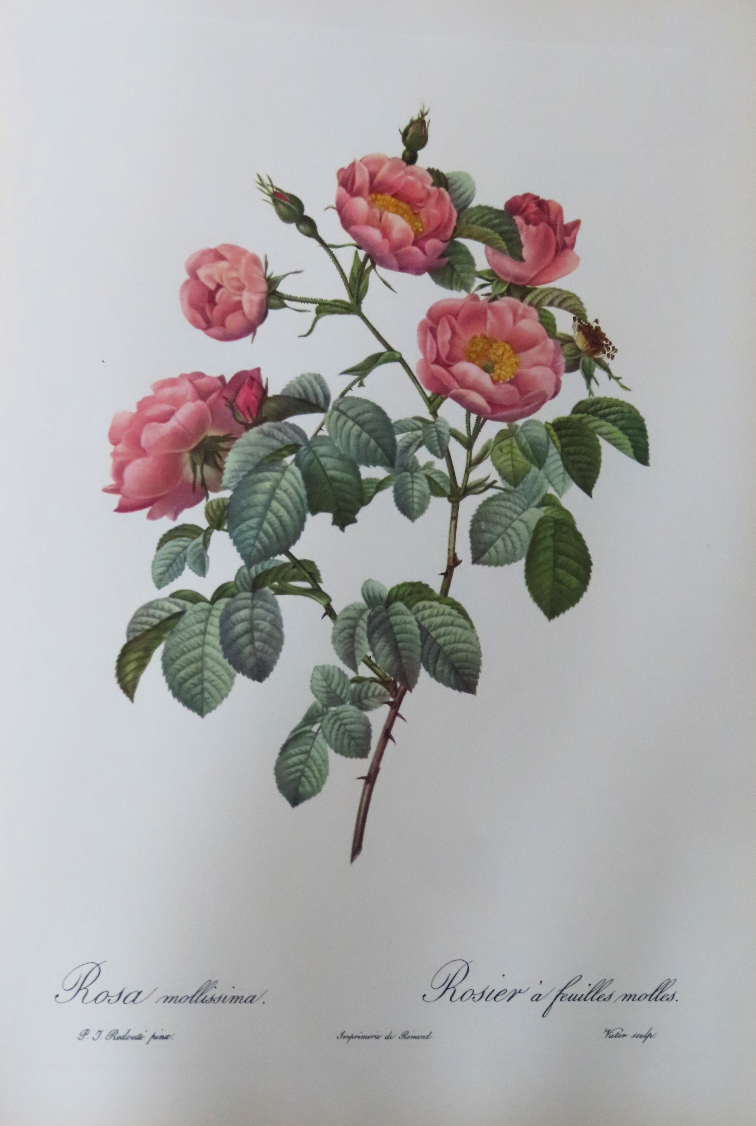 Pierre Joseph Redoute aerial press set of polychrome plates - Roses Reasonable used condition - Image 3 of 3