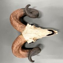 A resin replica of an animal head wall hanging, W. 38cm, H. 32cm.