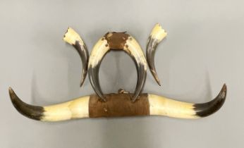 An interesting cattle horn wall hanging, W. 54cm.