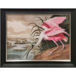 A reproduction framed print of 'Roseate Spoonbill' after John James Audubon (American, 1785-1851),