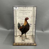 Taxidermy interest. A modern taxidermy case containing a fighting cock with spurs, 42 x 23cm.