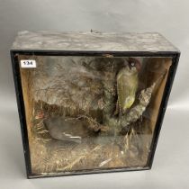 Taxidermy interest.A 19th century taxidermy case containing a woodpecker and a moorhen, case size 47