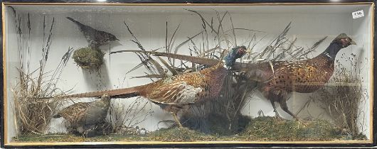 A large early 20th century taxidermy tableau of two cock pheasants, a partridge, etc, 130 x 51cm.