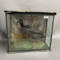 Taxidermy interest. A 19th century taxidermy water hen, H. 39cm.