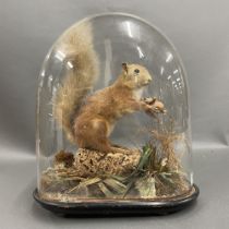 Taxidermy interest. A 19th century taxidermy European red squirrel under dome, H. 36cm.