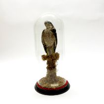 Taxidermy interest. A 19thC sparrow hawk under dome D.1894 H.40cm.